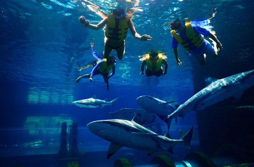  DIVE INTO A FIN-CREDIBLE FRENZY OF ACTIVITIES AT ATLANTIS THIS SHARK WEEK