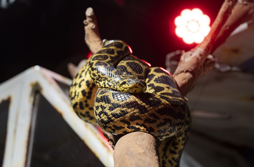  THE GREEN PLANET WELCOMES THE FIRST ANACONDAS IN DUBAI