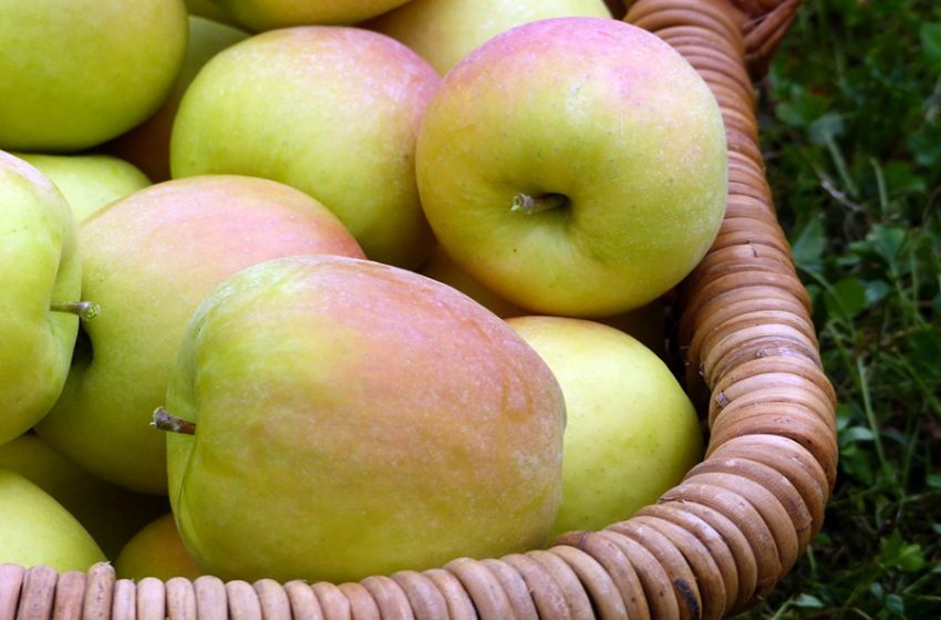  European apples ripe for the Middle East market following a successful harvest