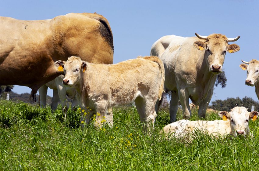  حملة “ما أجمل لحم البقر الأوروبي 2.0” تعود إلى الإمارات