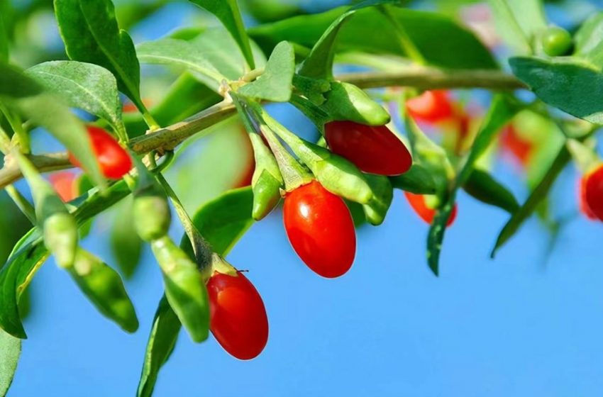  The 6th Goji Berries Industry Expo