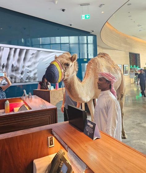  Hotel Indigo Dubai Downtown.. Camel Checks in for ‘Pet-cation’