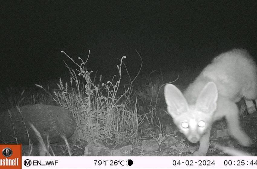  Caught on Camera.. Elusive Blanford’s Fox spotted in UAE’s Wadi Wurayah National Park