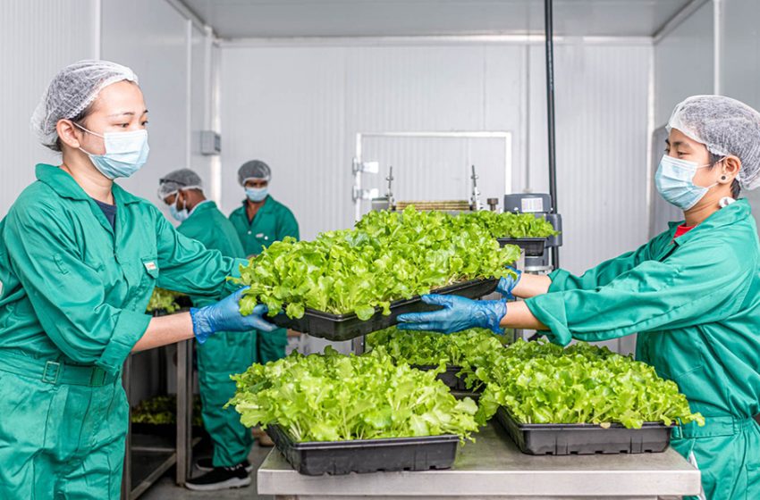  UNS Vertical Farms Dubai Unveils over 45 varieties of Microgreens, the superfood celebrated as a nutritional powerhouse