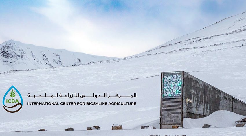  Seeds from the Heart of the UAE Reach the Arctic.. UAE-Based ICBA Becomes the First Research Center from the Arabian Peninsula to Deposit Seeds in the Svalbard Global Seed Vault