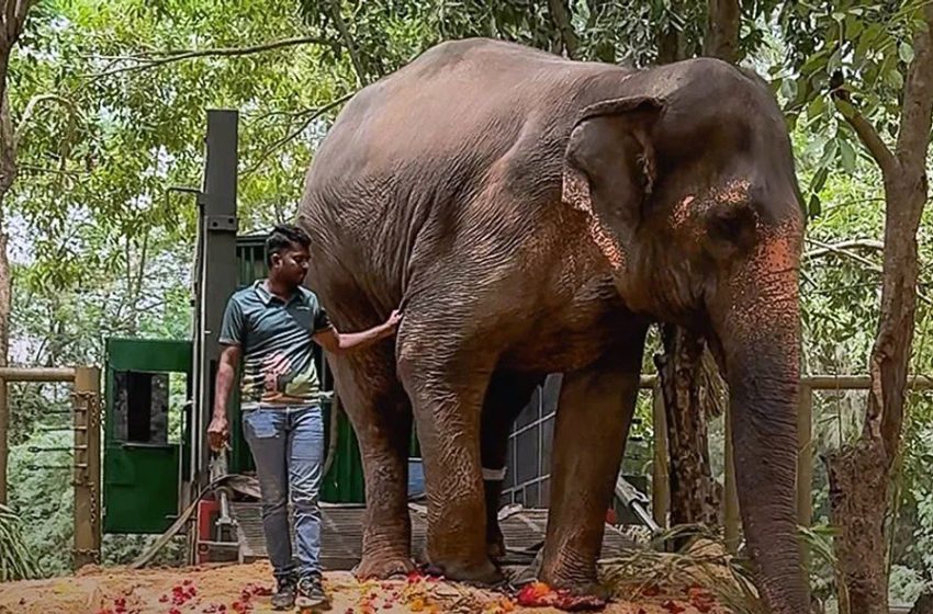  CITES praises Vantara’s conservation model, rubbishes allegations of illegal trade of animals