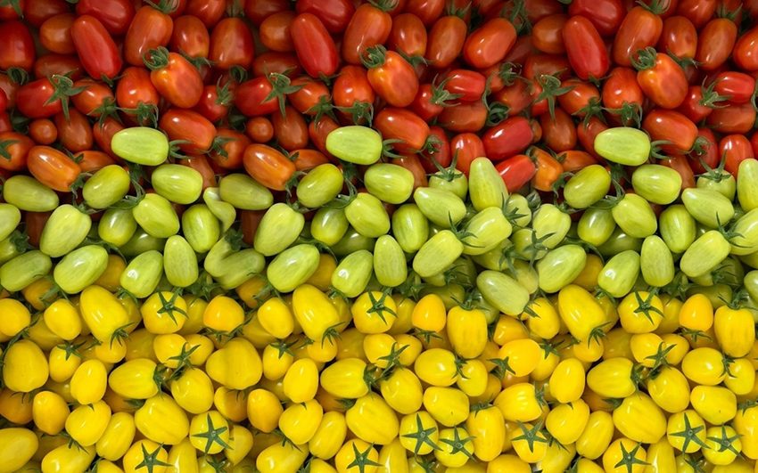  افتتاح مزرعة طماطم جديدة في العين لإنتاج 150 ألف كيلوغرام من الطماطم الطازجة سنوياً، مما يساهم في تعزيز الإنتاج المحلي في الإمارات